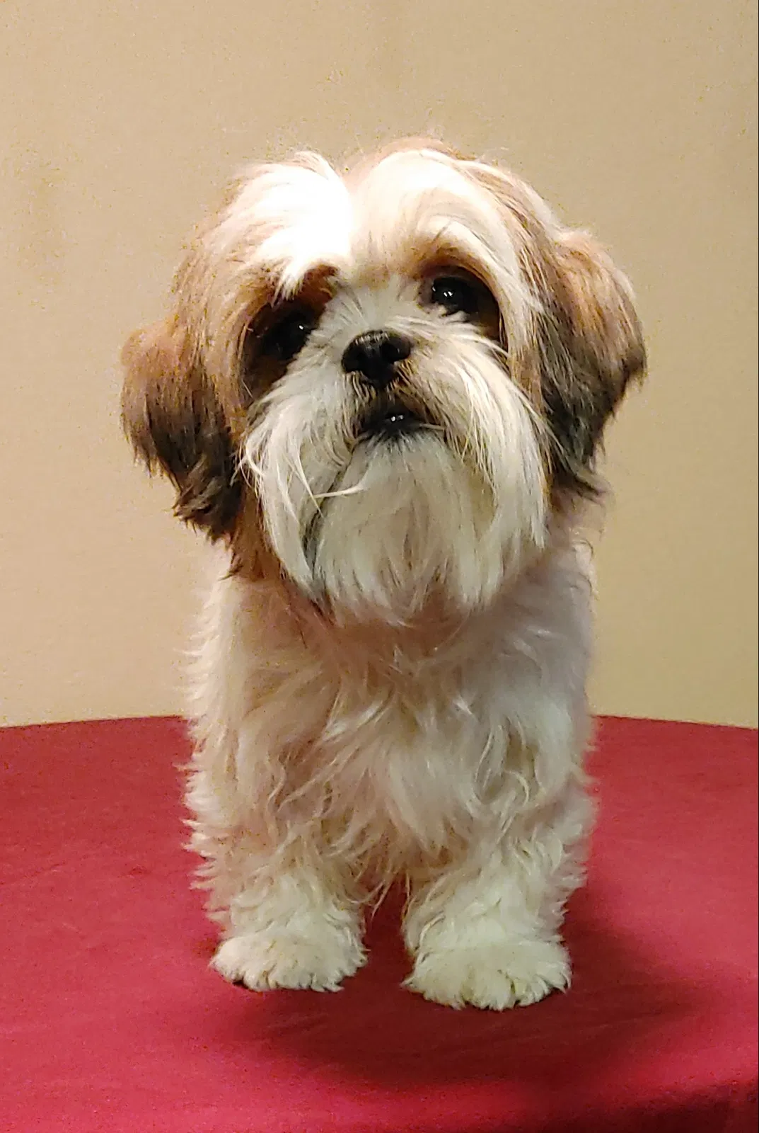 Lost dog in Phoenix, AZ, 85086