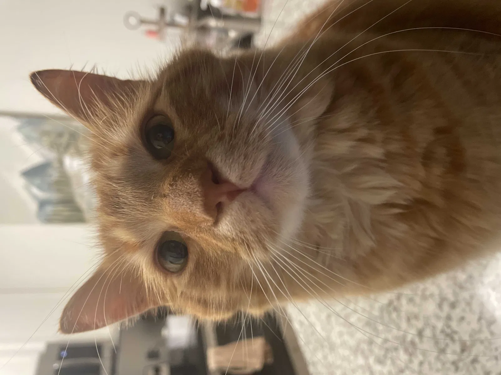 Lost cat in Bluffton, SC, 29910