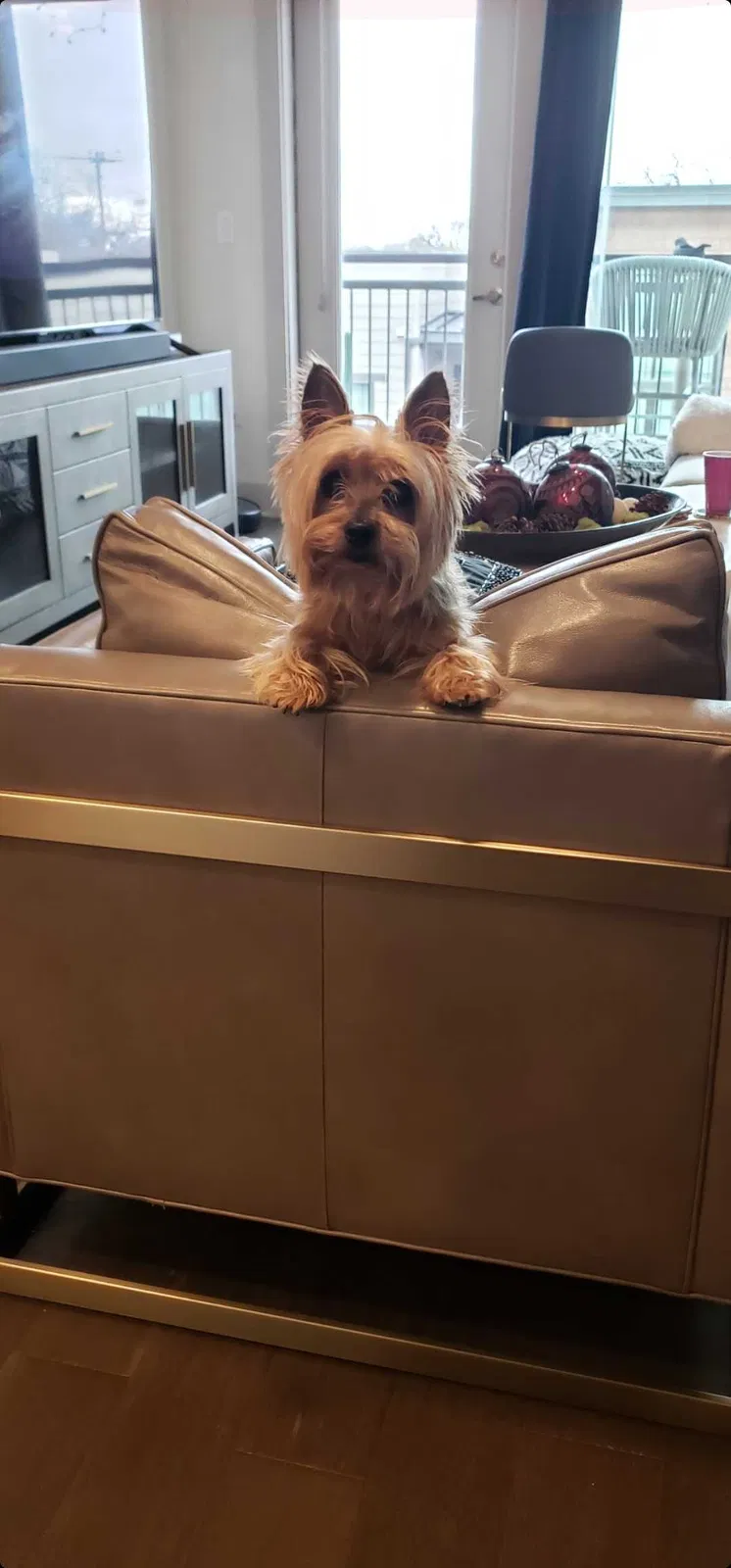 Lost dog in Dallas, TX, 75227