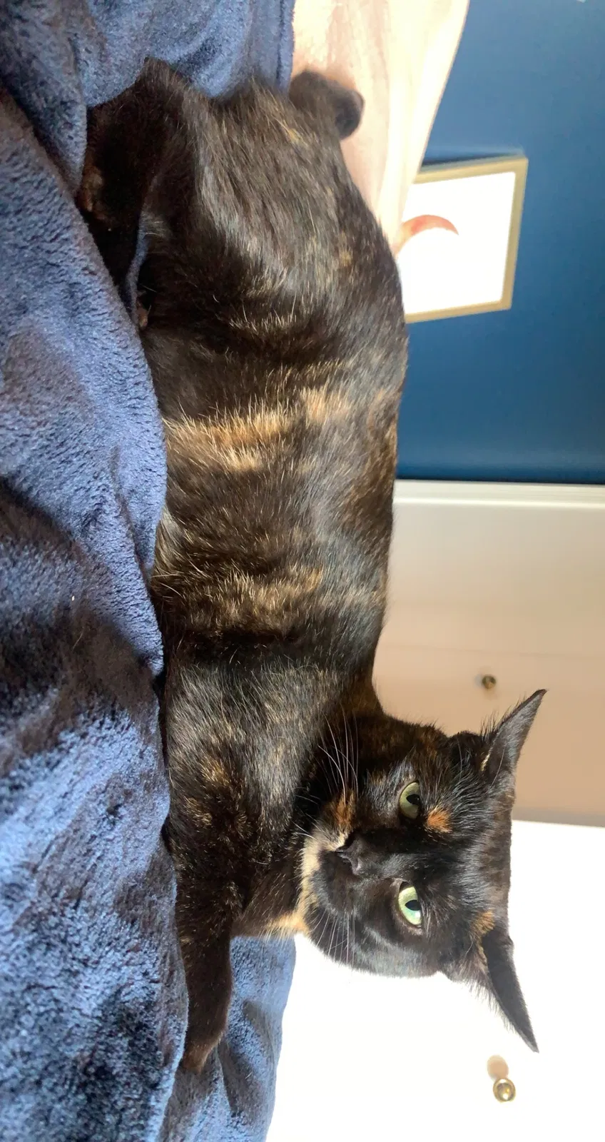 Lost cat in Harrison Township, MI, 48045