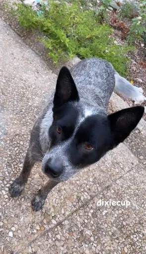 Lost dog in San Antonio, TX, 78250