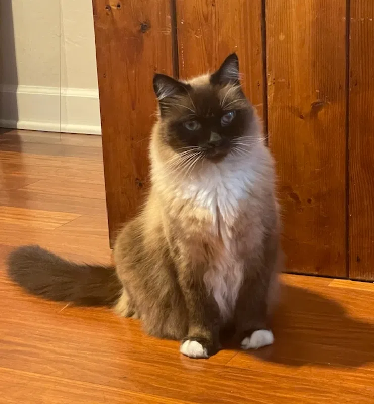 Lost cat in Miami, FL, 33173