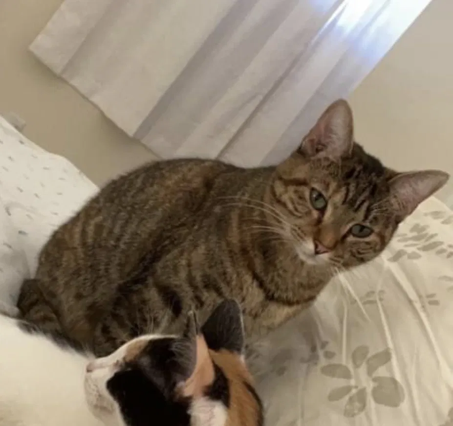 Lost cat in Palm Beach Gardens, FL, 33418