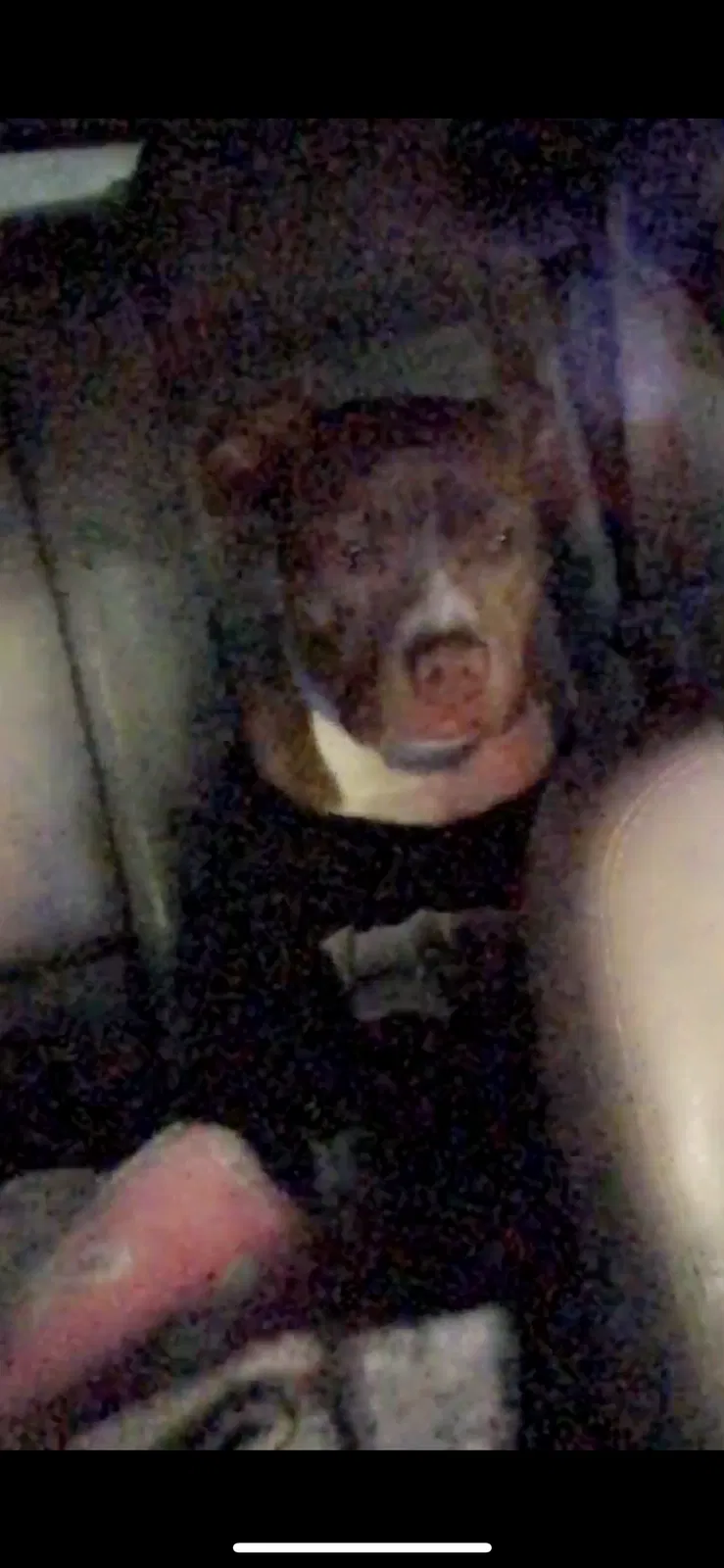 Lost dog in Bloomington, CA, 92316