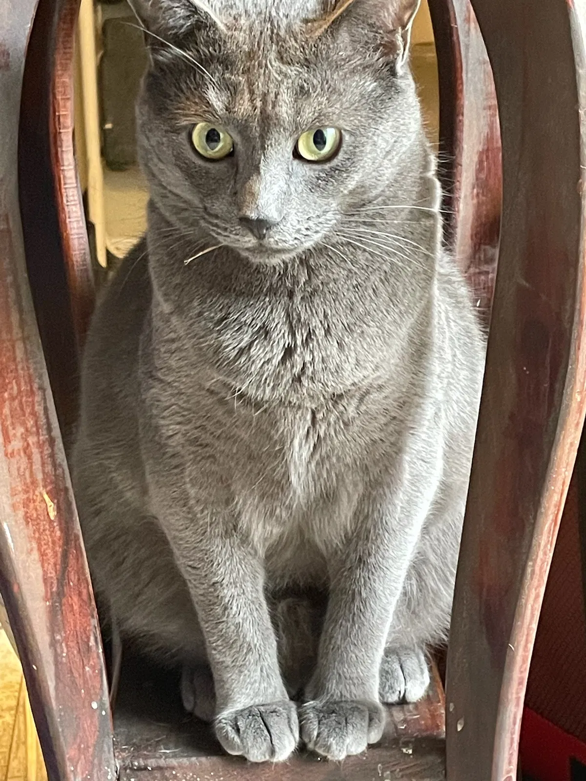 Lost cat in Rock Hill, SC, 29730