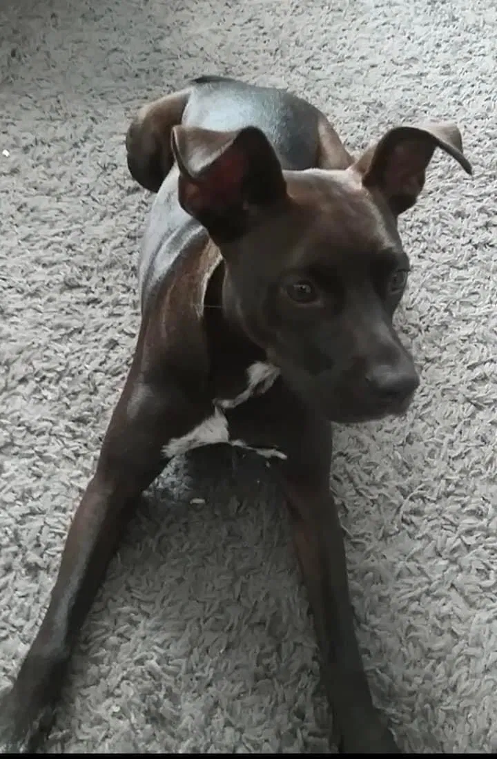 Lost dog in Saint Petersburg, FL, 33711