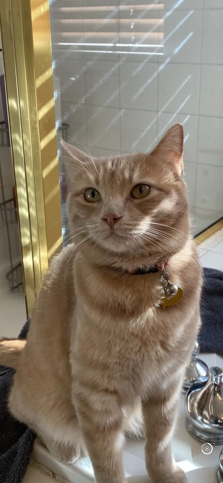 Lost cat in Albuquerque, NM, 87113