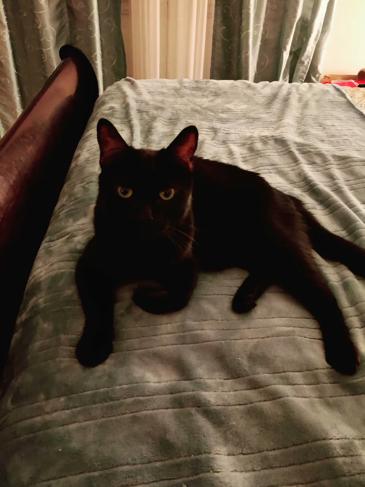 Lost cat in Tucson, AZ, 85743