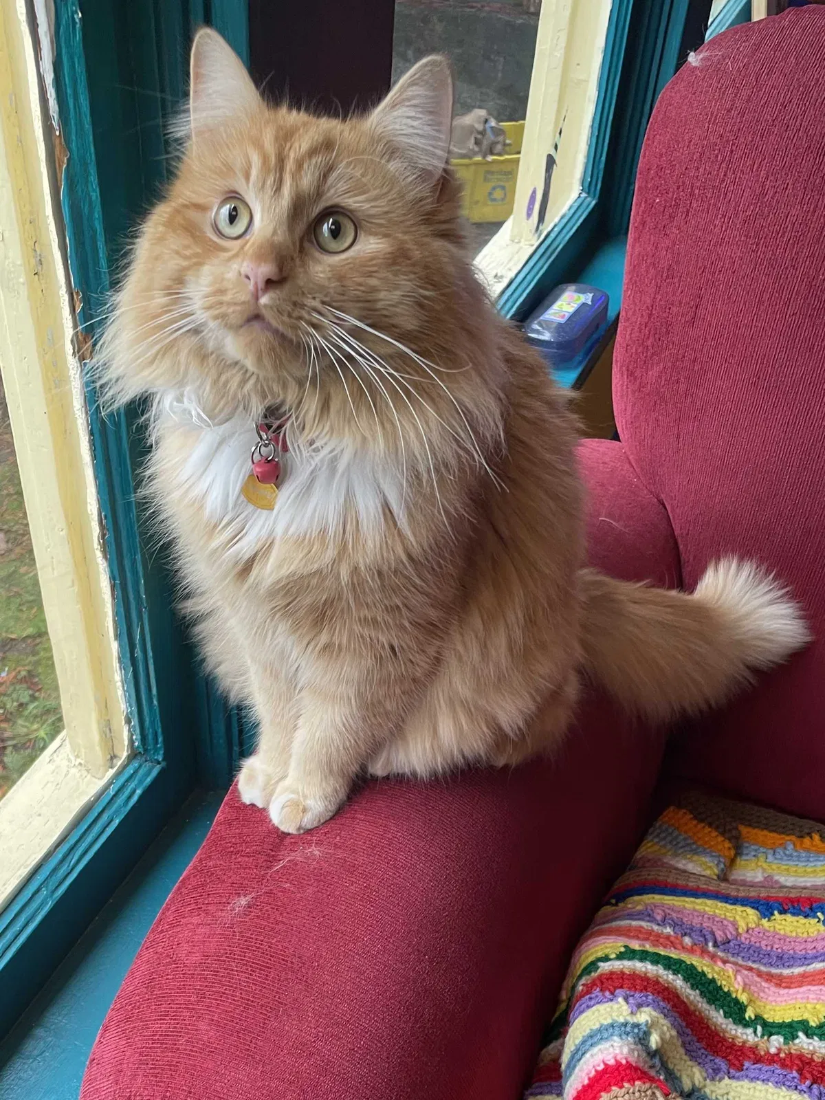 Lost cat in Portland, OR, 97210