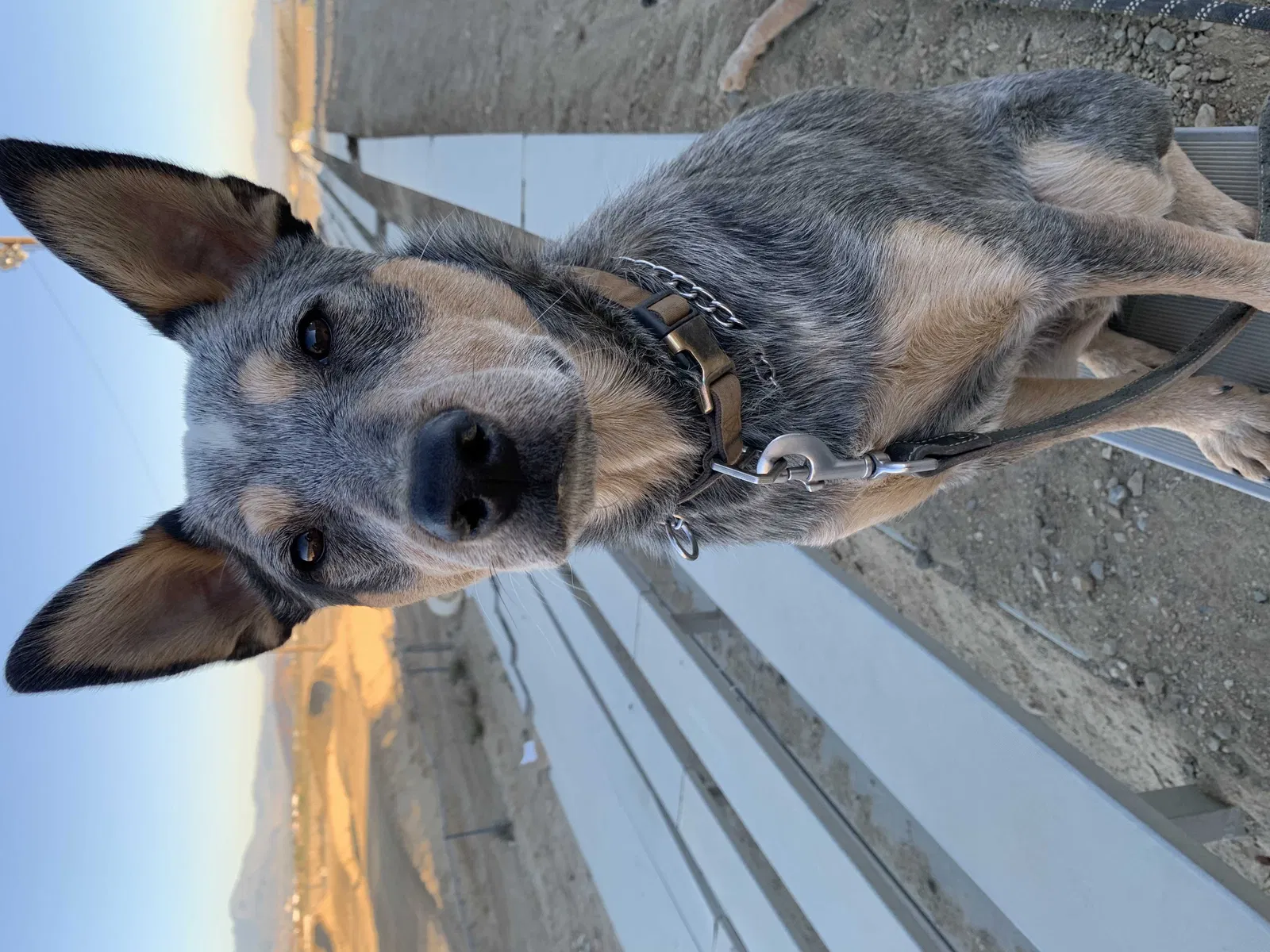 Lost dog in Castaic, CA, 91384