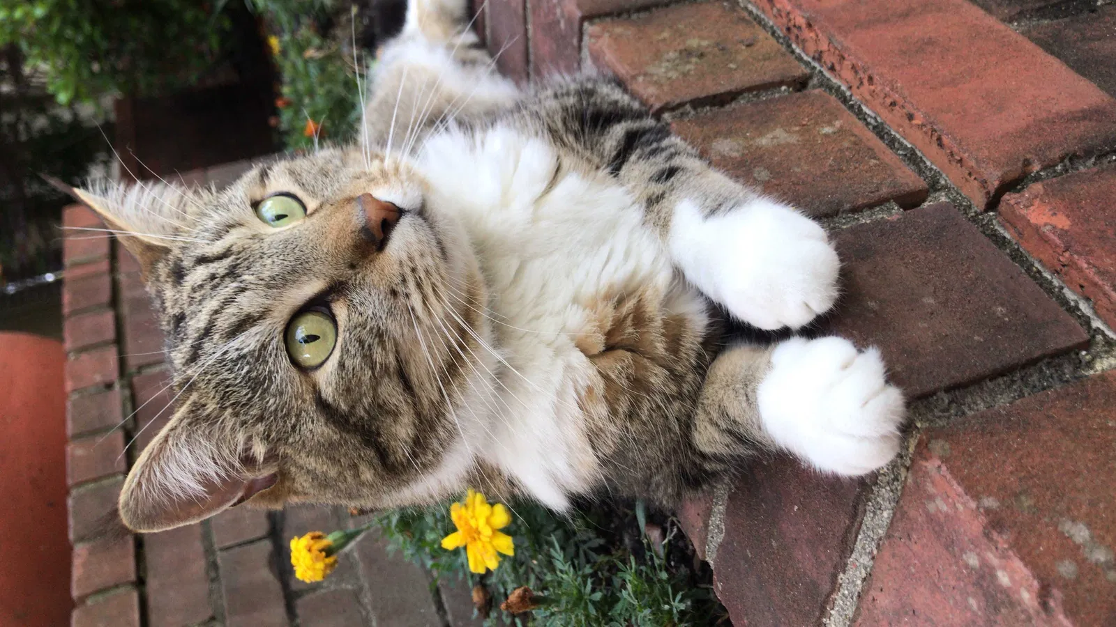 Lost cat in Jackson, GA, 30233