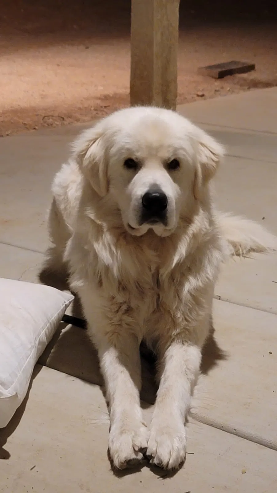 Lost dog in Hesperia, CA, 92344