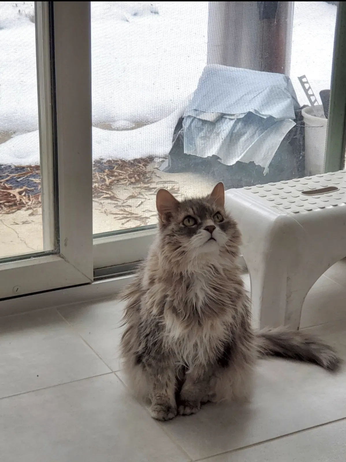 Lost cat in Pikesville, MD, 21208