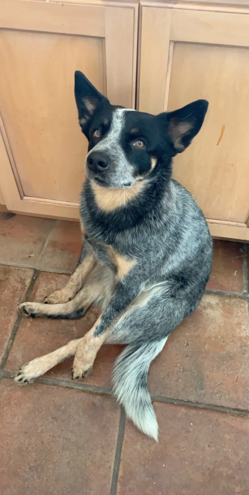 Lost dog in Las Vegas, NV, 89139