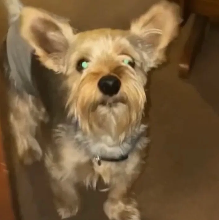 Lost dog in Baltimore, MD, 21216