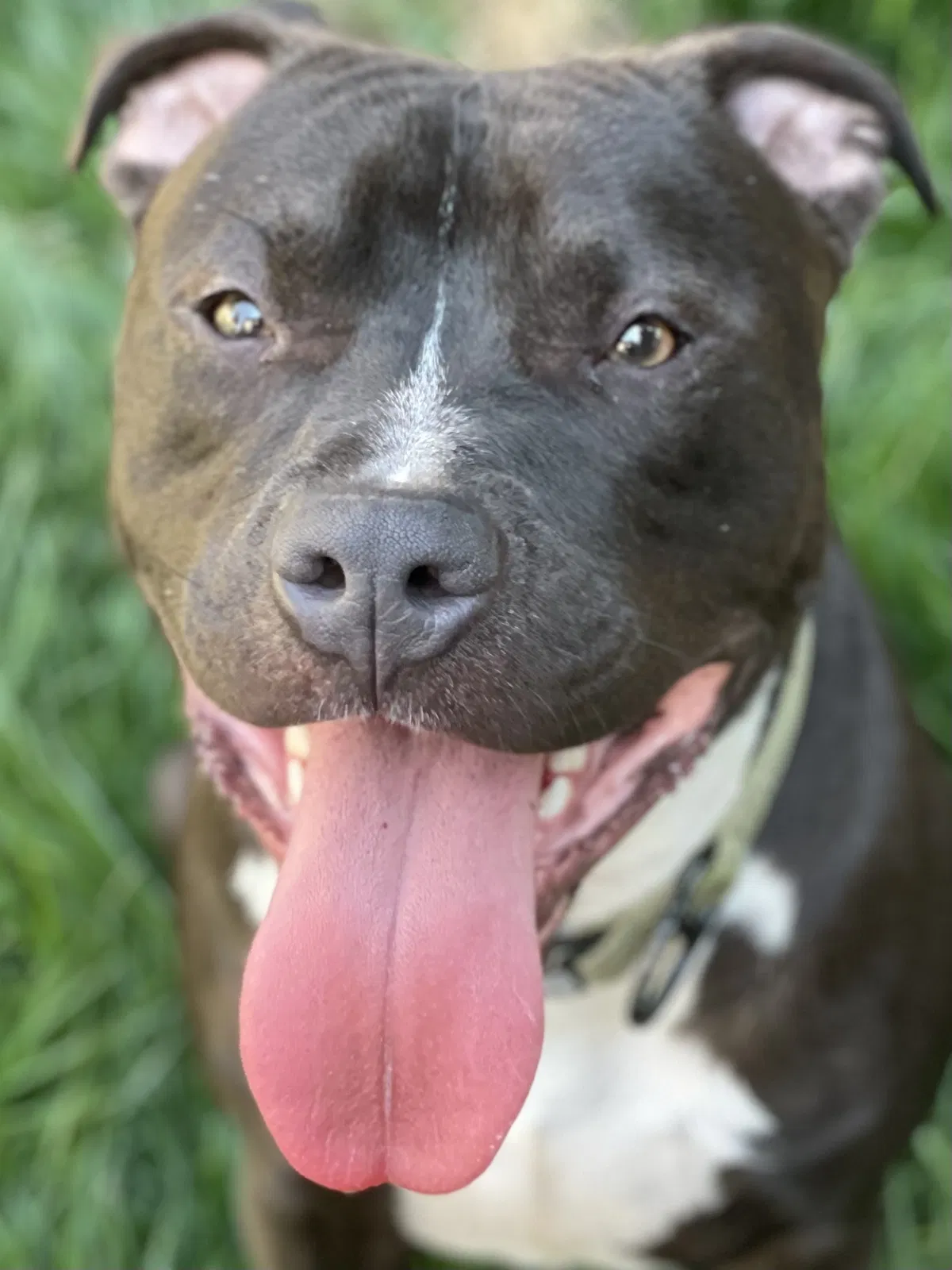 Lost dog in Milpitas, CA, 95035