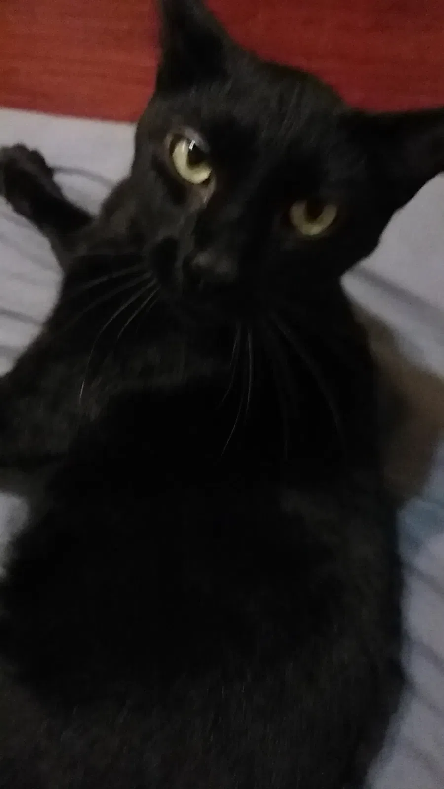 Lost cat in Killeen, TX, 76543
