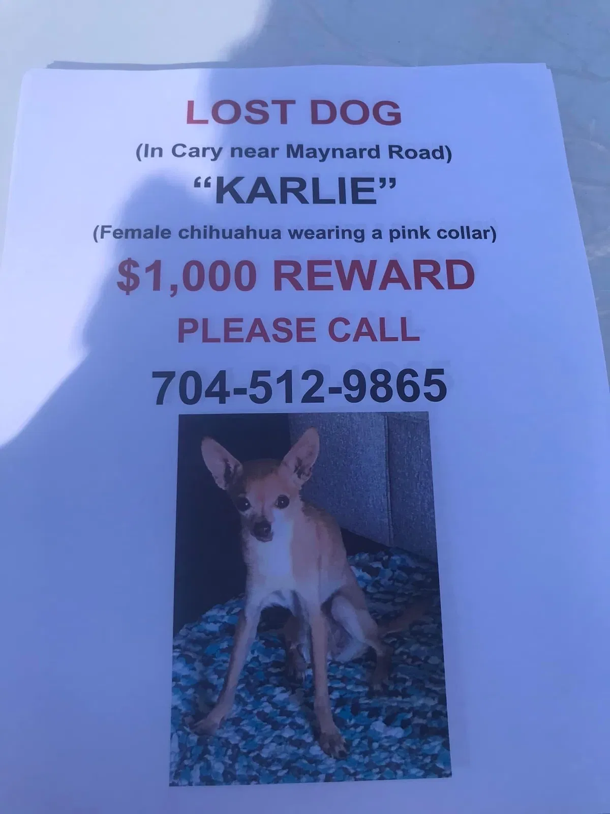 Lost dog in Cary, NC, 27511
