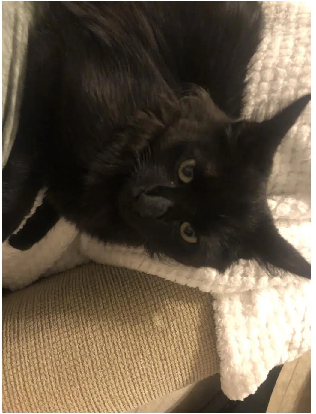 Lost cat in Tomball, TX, 77377