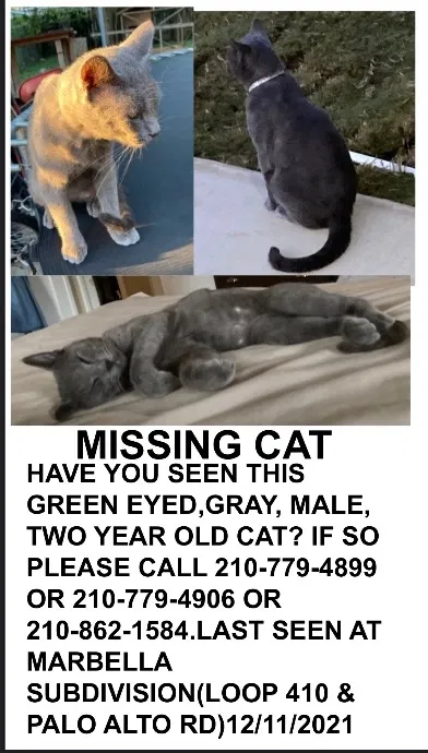Lost cat in San Antonio, TX, 78224