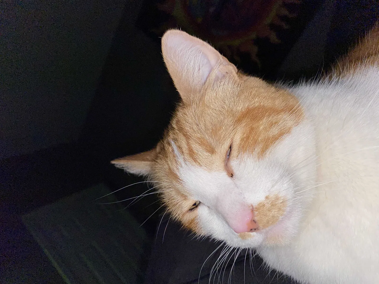Lost cat in Mesa, AZ, 85212