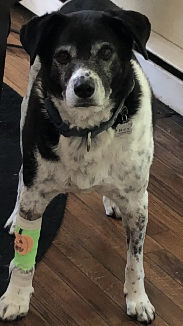 Lost dog in Green Lane, PA, 18054
