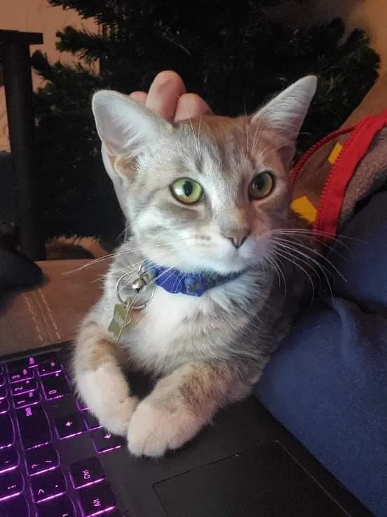 Lost cat in San Antonio, TX, 78247