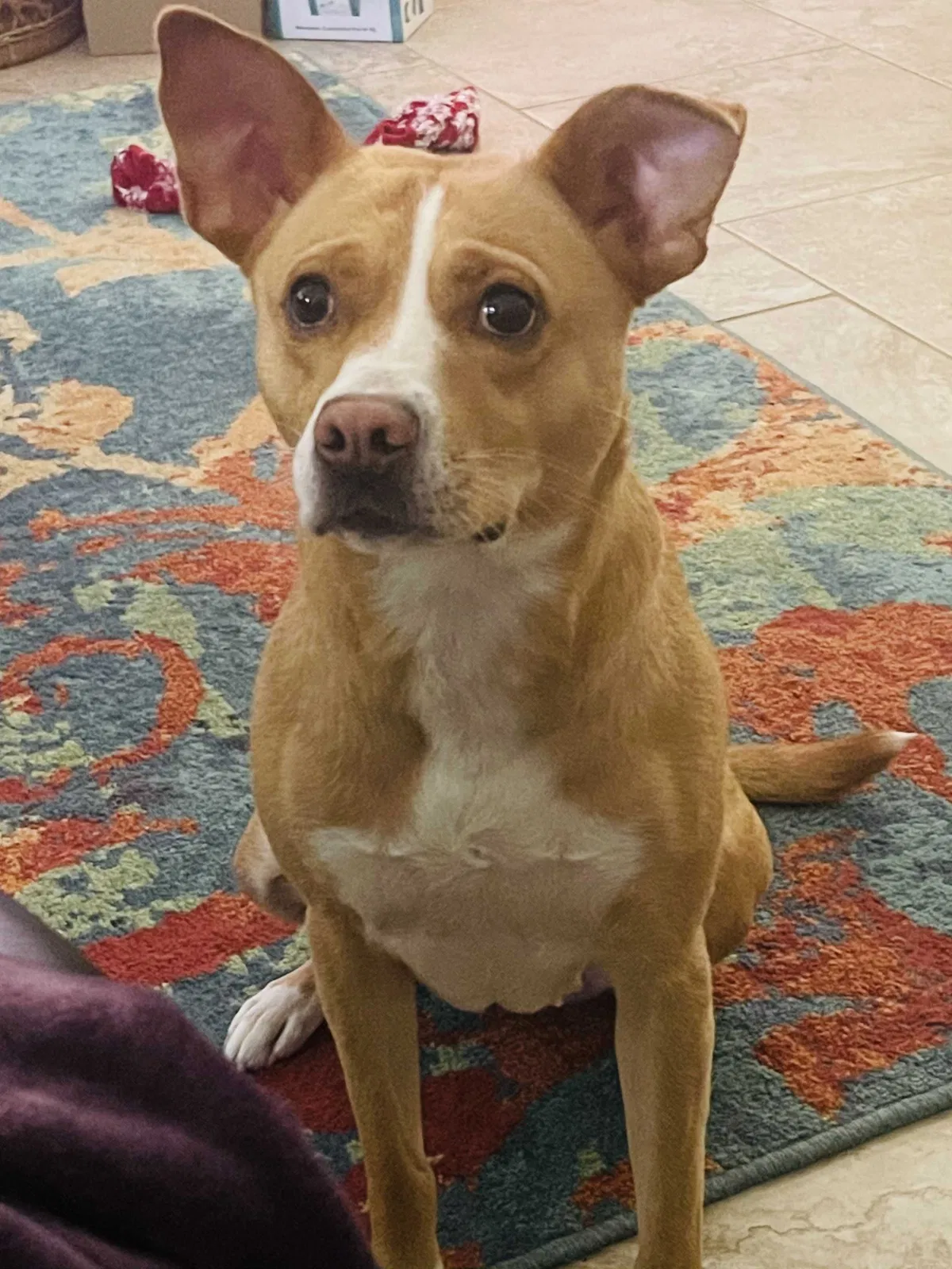 Lost dog in Pass Christian, MS, 39571