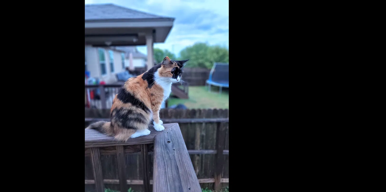 Lost cat in San Antonio, TX, 78245