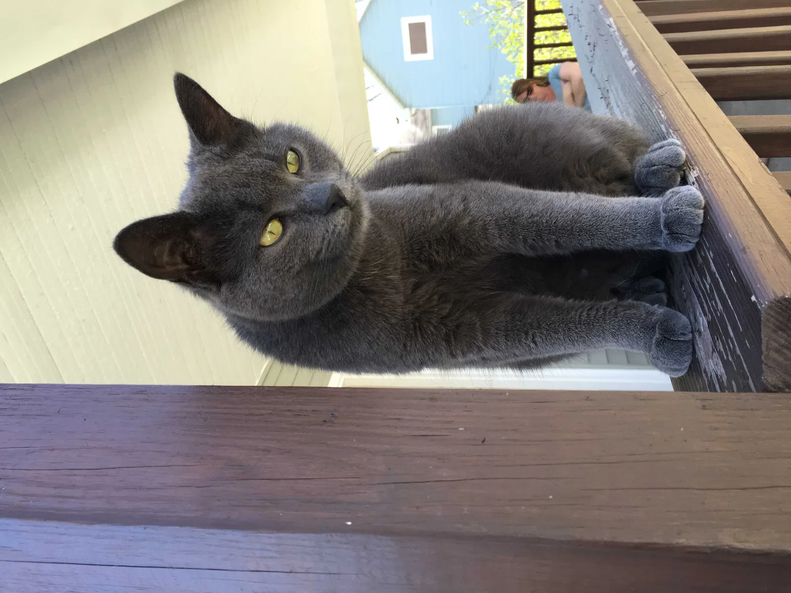 Lost cat in Valparaiso, IN, 46383