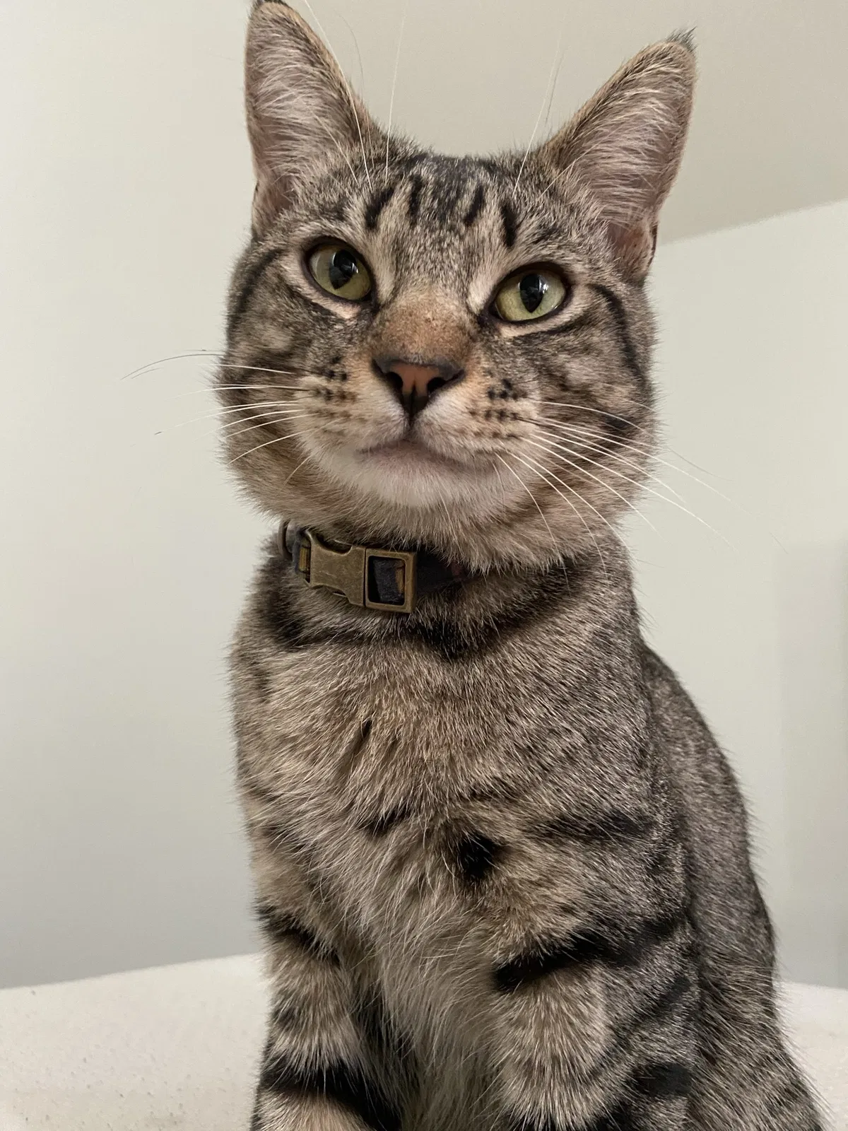 Lost cat in Panorama City, CA, 91402