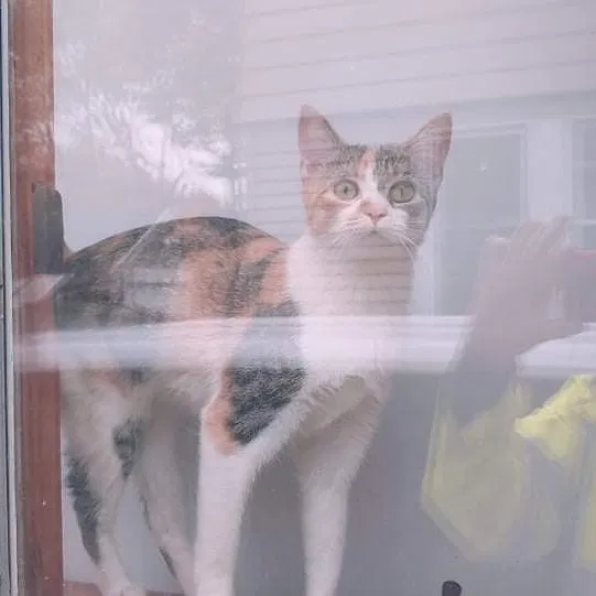 Lost cat in Rochester, NY, 14606
