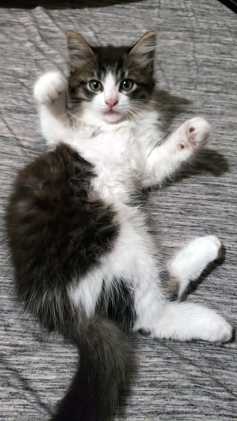 Lost cat in Los Angeles, CA, 90006