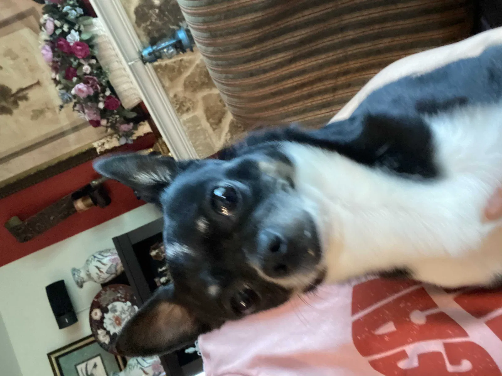 Lost dog in Fort Worth, TX, 76131