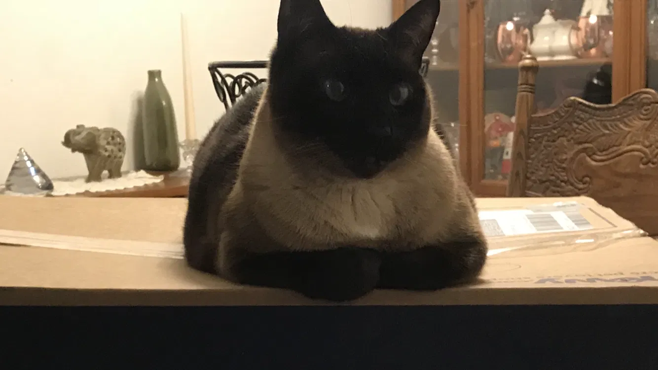 Lost cat in Watsonville, CA, 95076