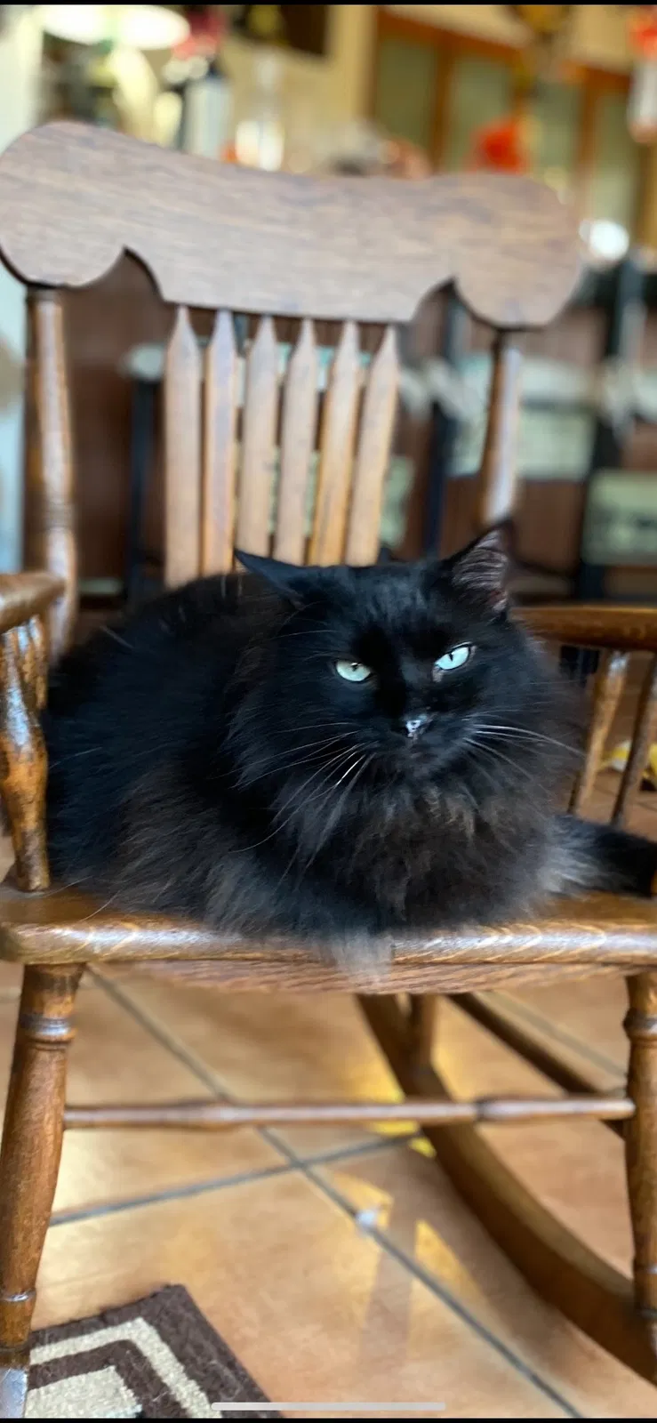Lost cat in Merritt Island, FL, 32953
