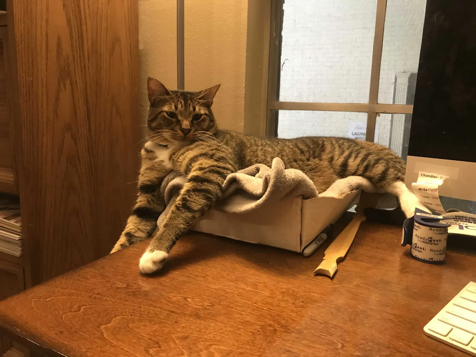 Lost cat in Lubbock, TX, 79416