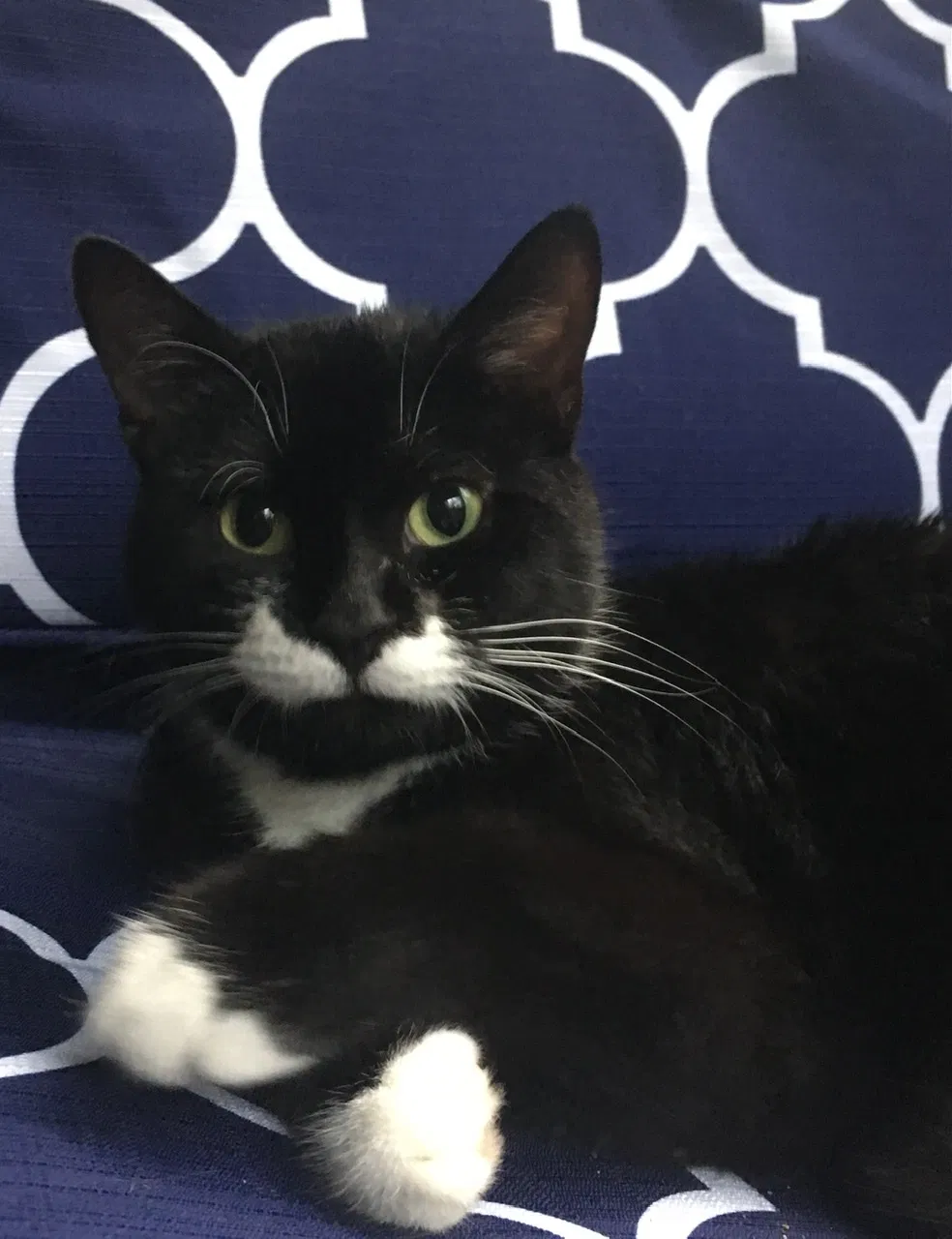 Lost cat in Bethel Park, PA, 15102