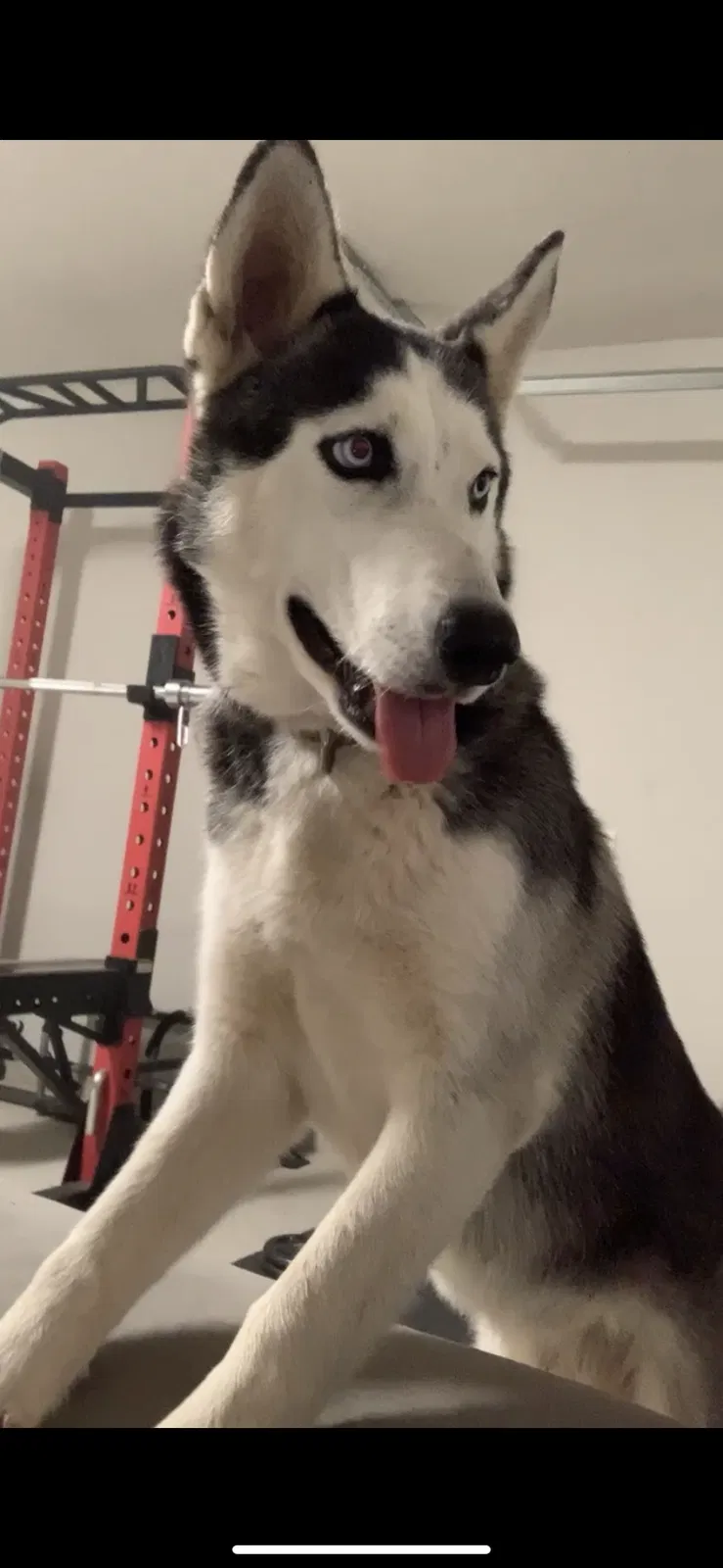 Lost dog in San Antonio, TX, 78224
