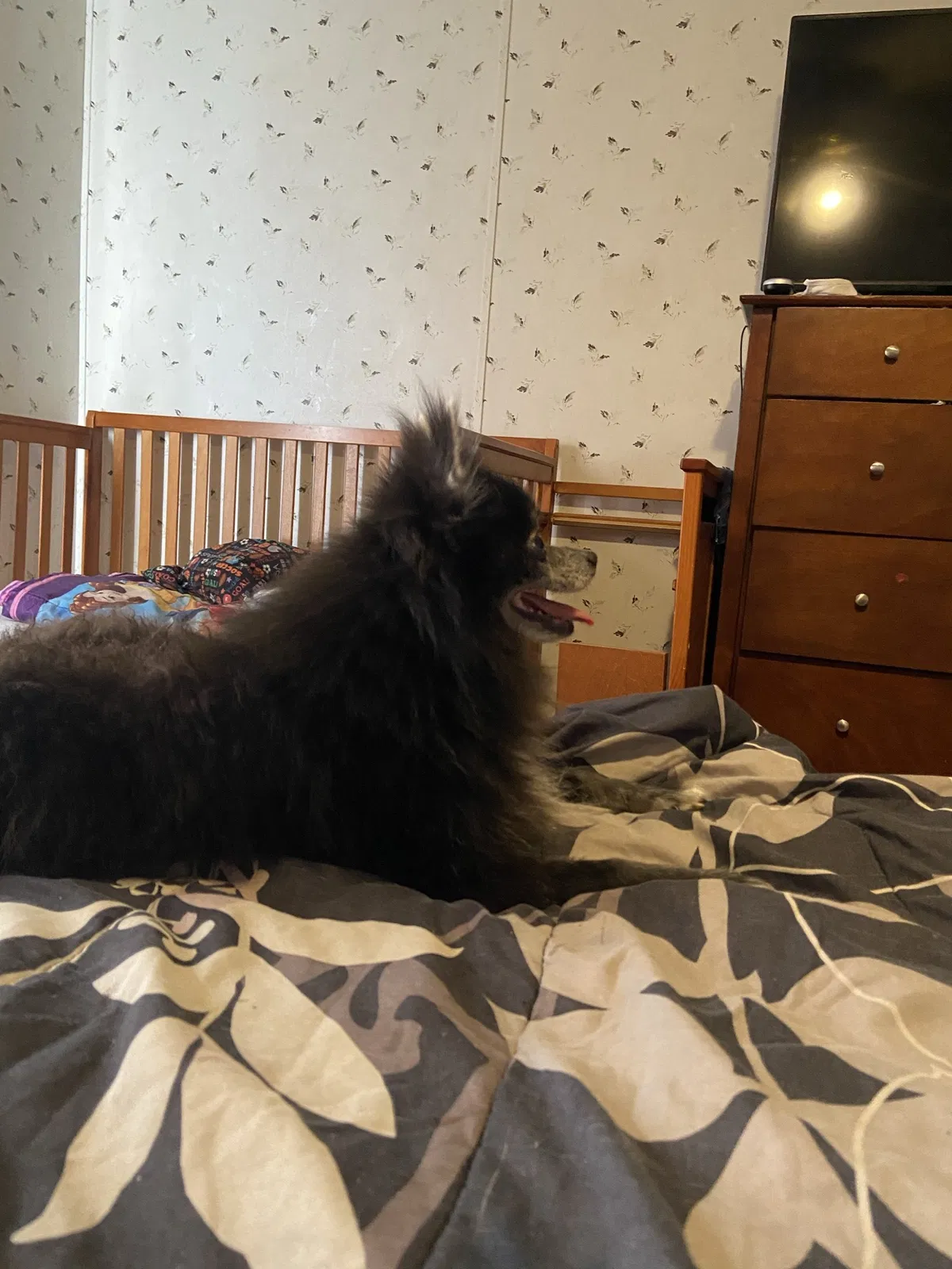 Lost dog in Spring Lake, NC, 28390