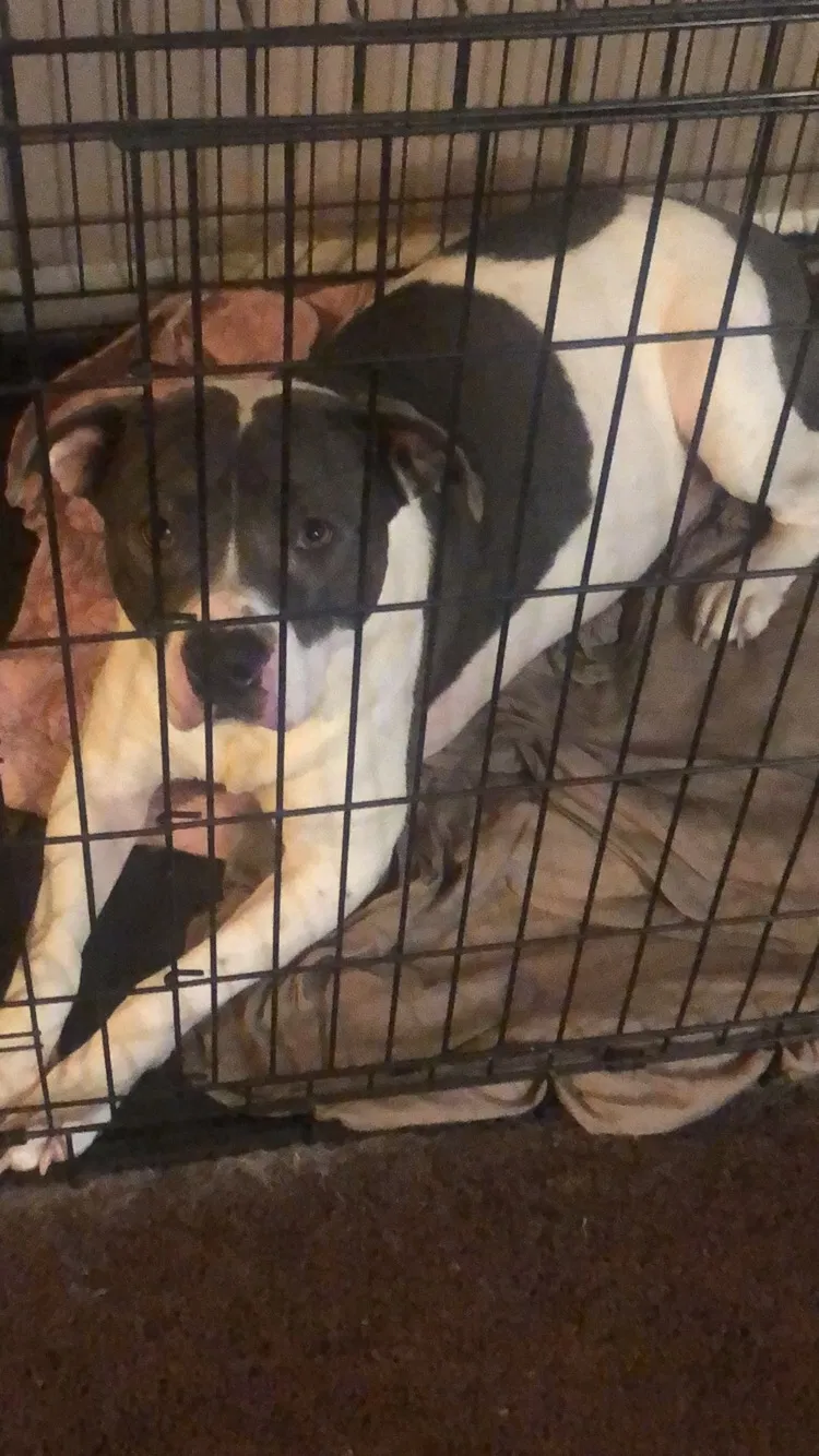 Lost dog in Bakersfield, CA, 93309
