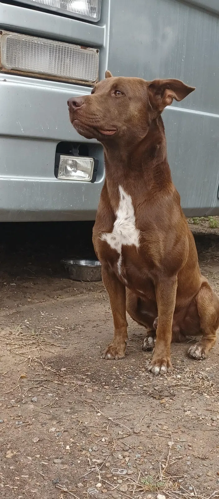 Lost dog in Mcallen, TX, 78501