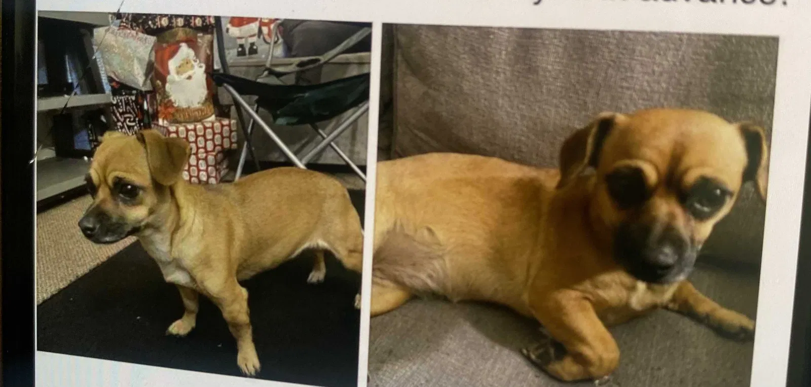Lost dog in Orosi, CA, 93647