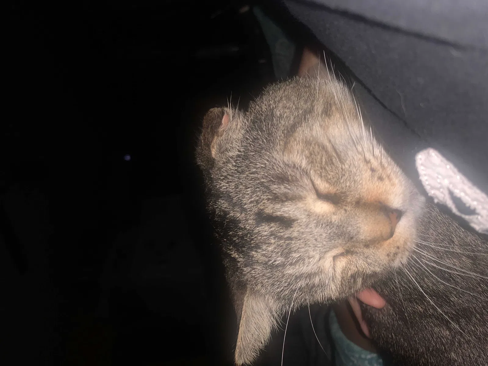 Lost cat in West Palm Beach, FL, 33415
