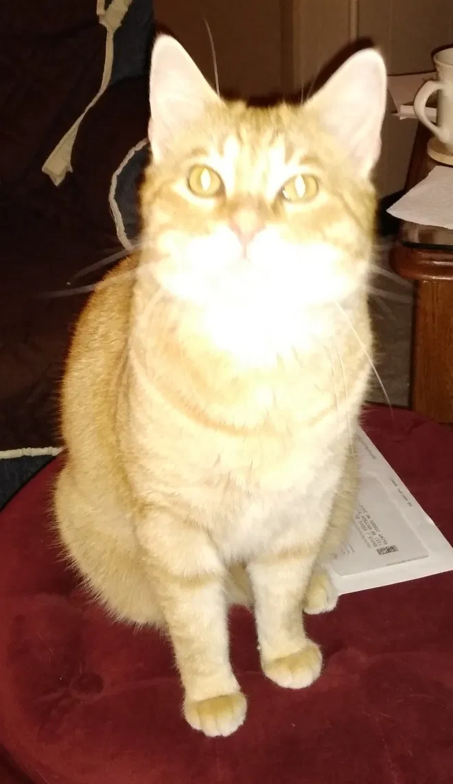 Lost cat in Chillicothe, MO, 64601