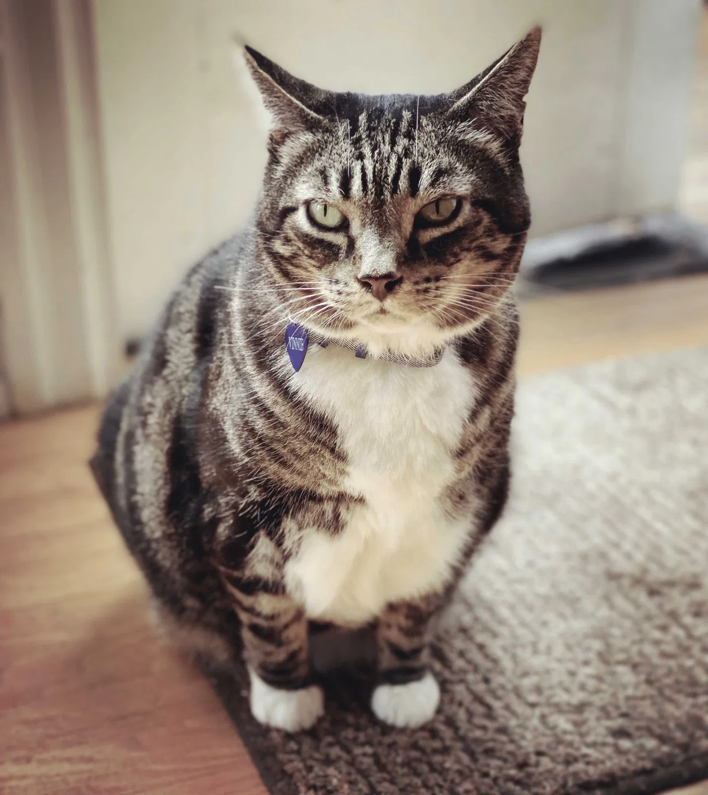 Lost cat in San Francisco, CA, 94110