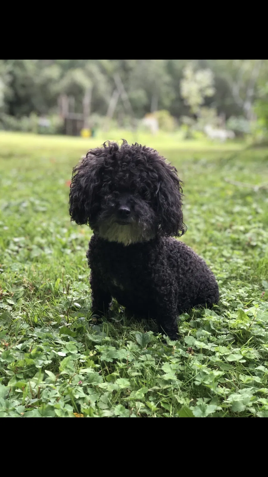 Lost dog in South Kent, CT, 6785