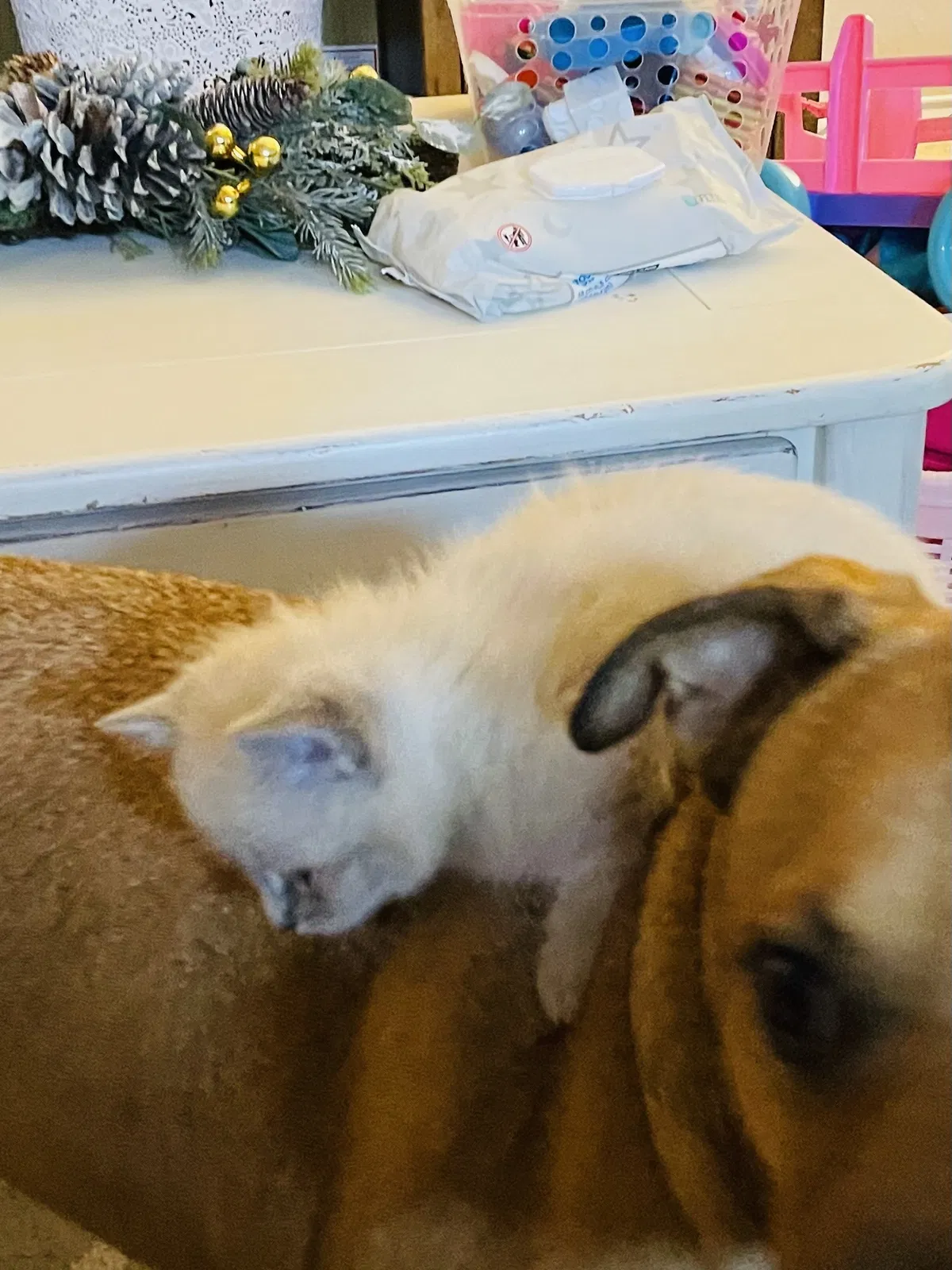 Lost cat in San Antonio, TX, 78253