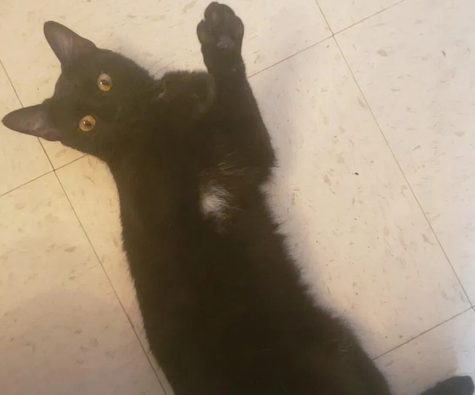 Lost cat in Lafayette, IN, 47904