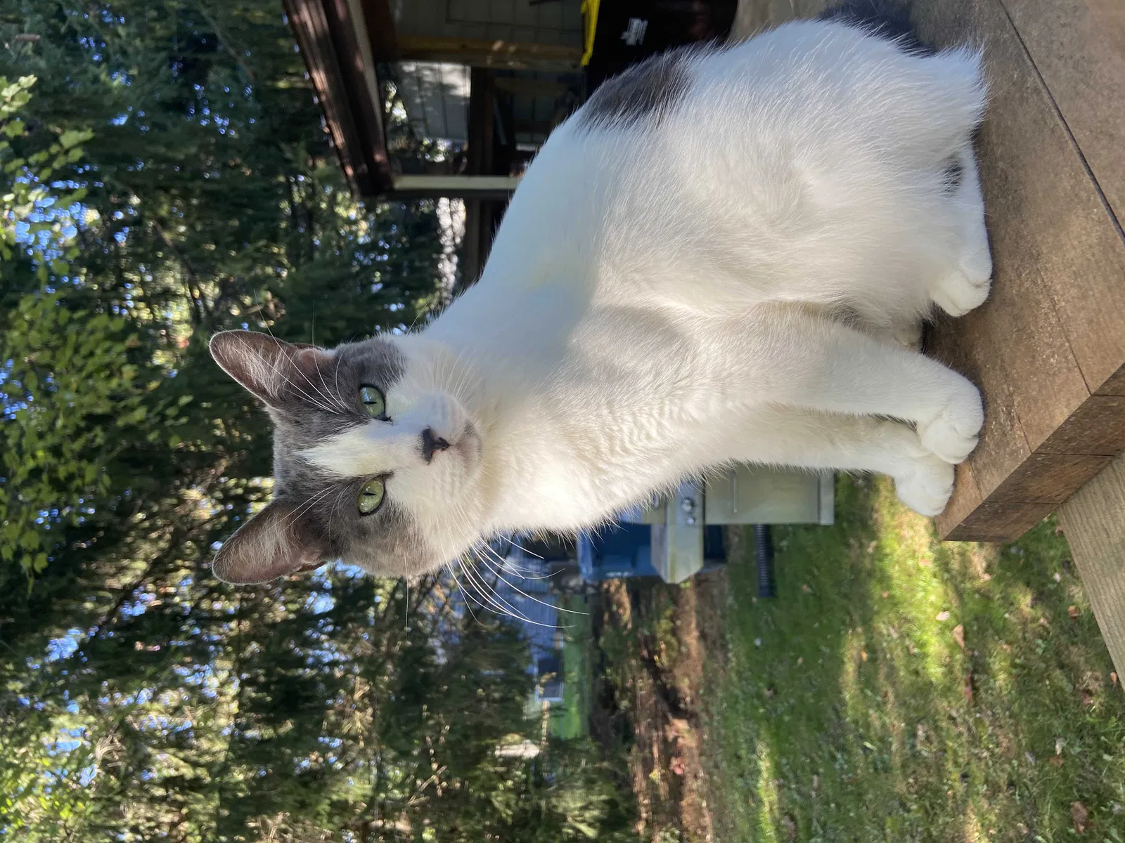Lost cat in Malvern, PA, 19355